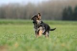 BERGER ALLEMAND 1133